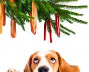 Your Property Hound Christmas