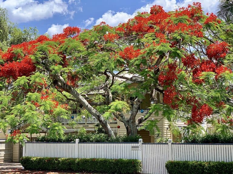 Suburb Profile Brisbane Where to Buy Your Property Hound